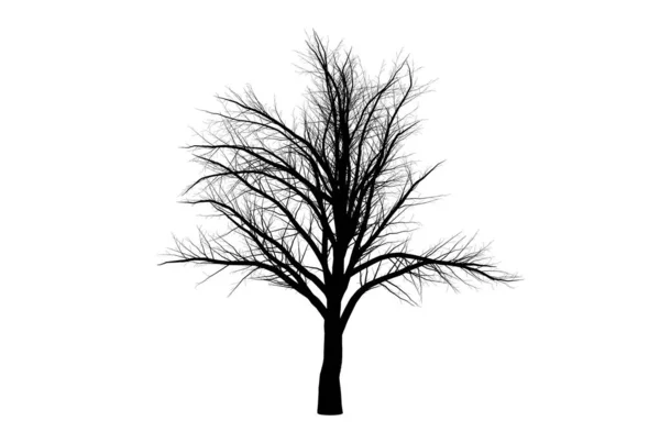 Baum Silhouette Botanisches Kunstwerk Saisonale Holzformkunst — Stockfoto