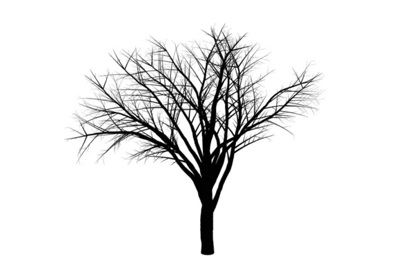 Силуэт Дерева Ботаническое Искусство Сезонной Формы Дерева — стоковое фото