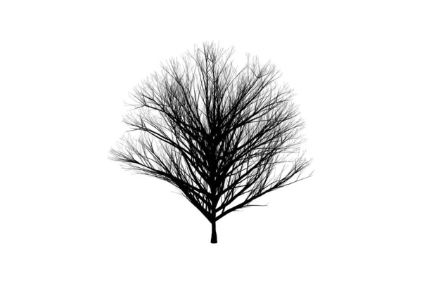 Strom Silueta Botanické Umělecké Dílo Sezónní Dřevo Tvar Umění — Stock fotografie