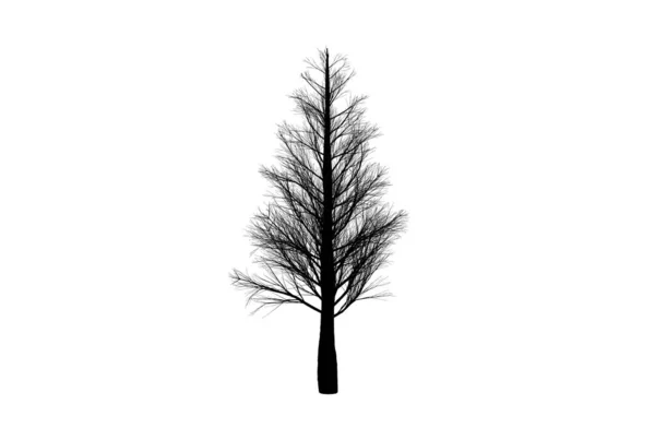 나무의 실루엣 식물학 계절의 — 스톡 사진