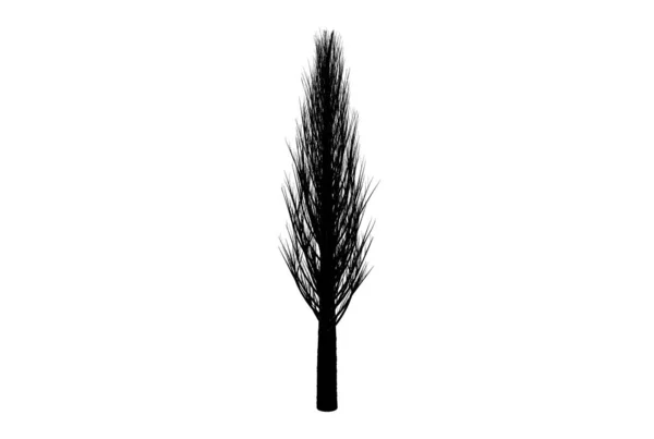 Träd Silhuett Botaniska Konstverk Säsongsbetonat Trä Form Konst — Stockfoto