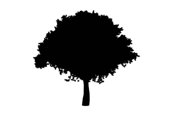 Ботанічне Дерево Силует Мистецтво Мистецтво Біологія Дизайн Форми Дерева — стокове фото