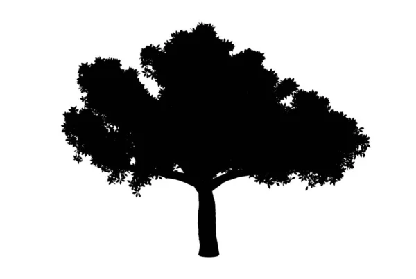 Botanic Tree Silhouette Artwork Biology Wood Shape Design — Stock Photo, Image