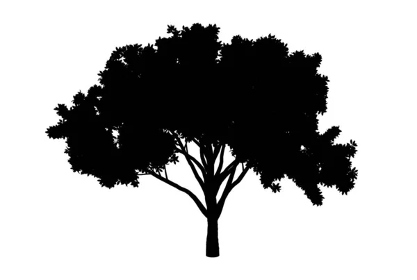 Arte Silhueta Árvore Botânica Biologia Design Forma Madeira — Fotografia de Stock