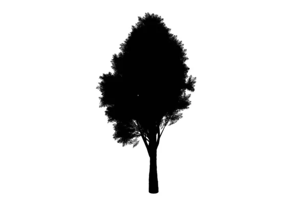 Ботанический Силуэт Дерева Биология Дизайна Формы Дерева — стоковое фото