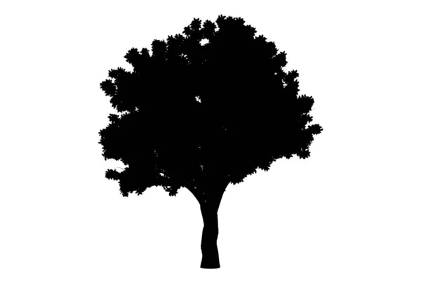 Drzewo Botaniczne Sylwetka Grafika Biologia Drewno Kształt Design — Zdjęcie stockowe