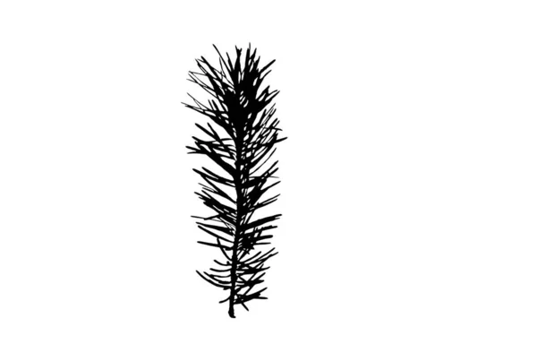 杉木和云杉枝条自然圣诞云杉传统植物学12月艺术 — 图库照片