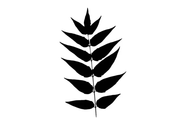 Leaf Silhouette Black Spring Design Element Botanical Nature Illustration Art — Stock Photo, Image