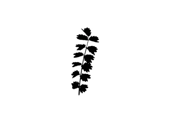 叶型轮廓黑色弹簧设计元素植物学自然图解艺术 — 图库照片
