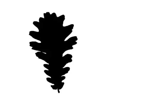 叶型轮廓黑色弹簧设计元素植物学自然图解艺术 — 图库照片