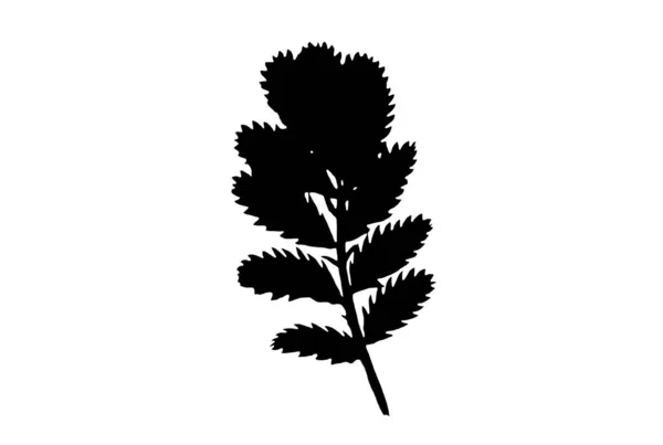 葉のシルエット黒春のデザイン要素植物の自然イラストアート — ストック写真