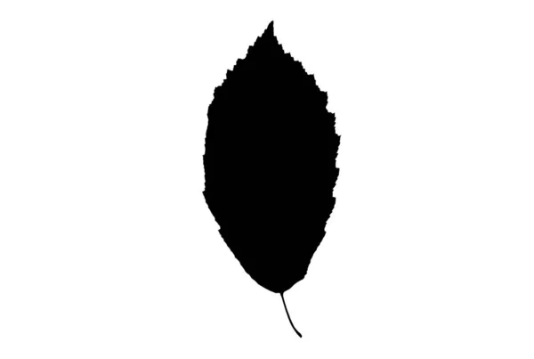 Leaf Silhouette Black Spring Design Element Botanical Nature Illustration Art — Stock Photo, Image