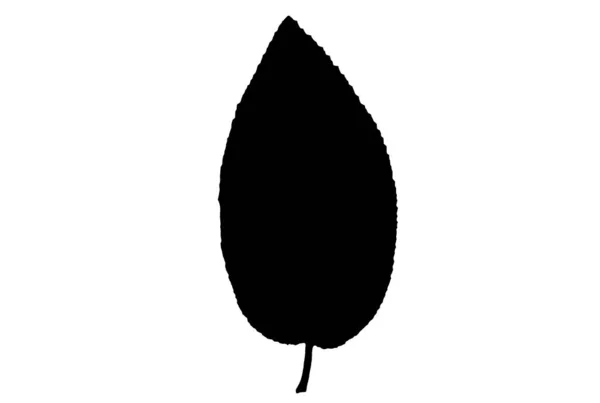 Силуэт Листьев Черной Пружины Элемент Ботанического Рисунка Природы — стоковое фото