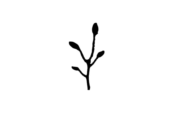 Fekete Növény Sziluett Virágos Design Elem Botanikai Természet Illusztráció Művészet — Stock Fotó