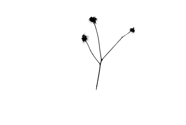 Silueta Planta Negra Elemento Diseño Floral Naturaleza Botánica Ilustración Arte — Foto de Stock