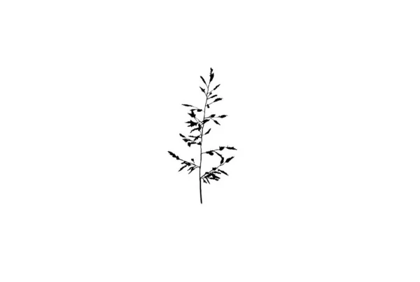 黑色植物剪影花卉设计元素植物学自然图解艺术 — 图库照片