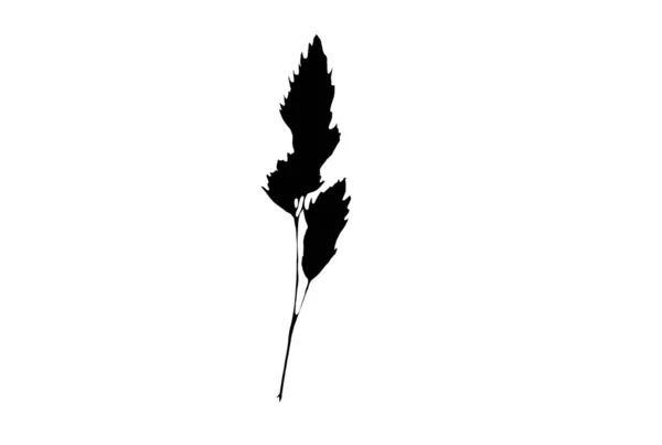ブラック植物シルエット花のデザイン要素植物の自然イラストアート — ストック写真