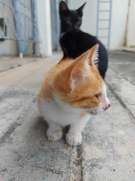 一只橙色的小猫在户外玩耍的肖像 猫咪的表情橙猫 — 图库照片