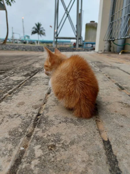 Dışarıda Oynayan Turuncu Bir Kedi Yavrusunun Portresi Kedi Yüz Ifadesi — Stok fotoğraf
