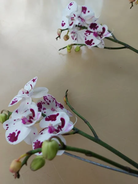 Foco Selectivo Flor Blanca Orquídea Luna Con Manchas Rojas Nombre —  Fotos de Stock