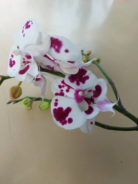 Foco Selectivo Flor Blanca Orquídea Luna Con Manchas Rojas Nombre —  Fotos de Stock