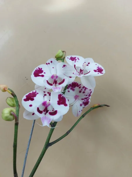 Concentration Sélective Fleur Blanche Orchidée Lune Avec Des Taches Rouges — Photo