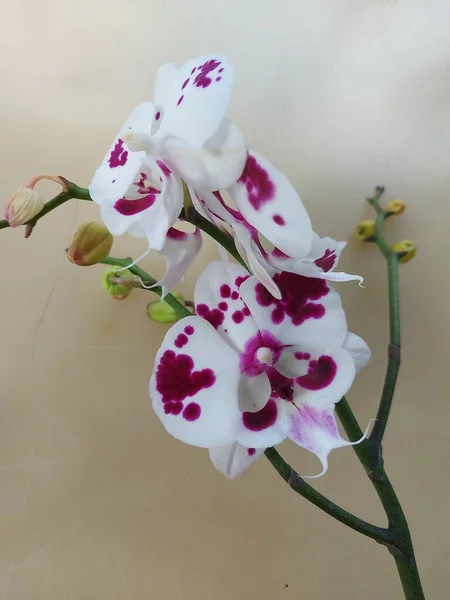 Fuoco Selettivo Del Fiore Bianco Del Orchid Della Luna Con — Foto Stock