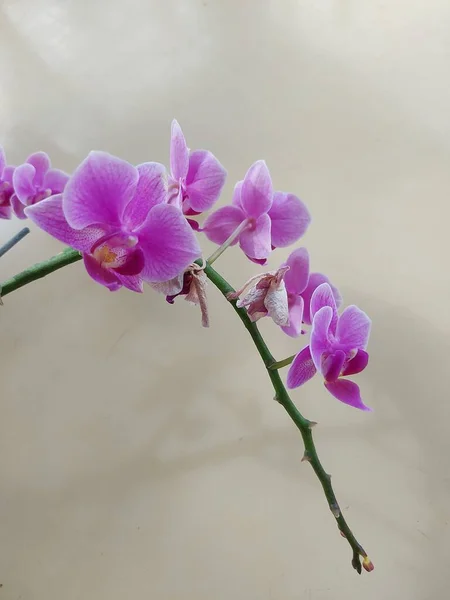 Selective focus view of a pink moon orchid flower (Doritaenopsis) blooming and beautiful with blurred background. Natural background usage. Isolated phalaenopsis beauty.