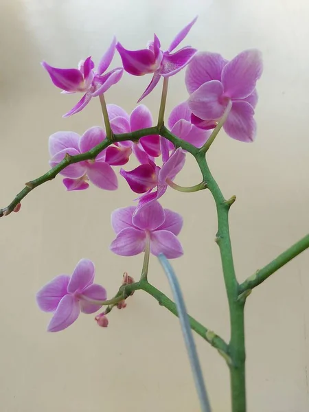 Vista Seletiva Foco Uma Flor Rosa Orquídea Lua Doritaenopsis Florescendo — Fotografia de Stock