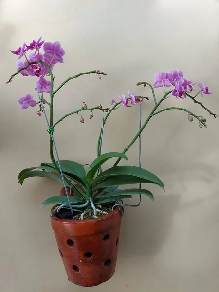 Pembe ay orkide çiçeğinin (Doritaenopsis) seçici odak görünümü ve bulanık arkaplan ile güzel olması. Doğal arka plan kullanımı. İzole edilmiş falaenopsis güzelliği.
