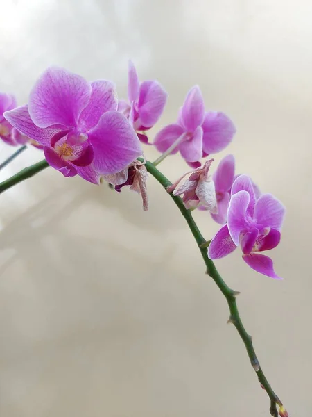 Selektive Fokus Ansicht Einer Rosafarbenen Mond Orchideenblume Doritaenopsis Blühend Und — Stockfoto