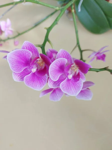 Selective focus view of a pink moon orchid flower (Doritaenopsis) blooming and beautiful with blurred background. Natural background usage. Isolated phalaenopsis beauty.