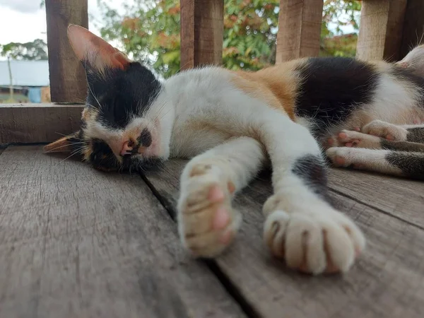 Porträt Einer Tricolor Katze Die Schlafend Auf Dem Boden Liegt — Stockfoto