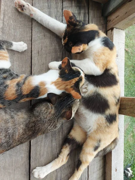 Portrait Tricolor Cat Nursing Its Kittens Wooden Floor Cat Suckling — Stock Photo, Image
