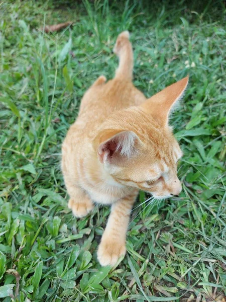 Dışarıda Oynayan Turuncu Bir Kedi Yavrusunun Portresi Kedi Yüz Ifadesi — Stok fotoğraf