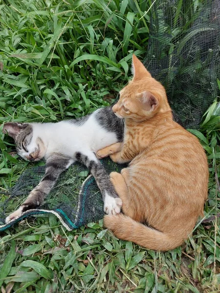那只橙色的猫忠实地陪伴着睡在公园草地上的黑白猫 — 图库照片