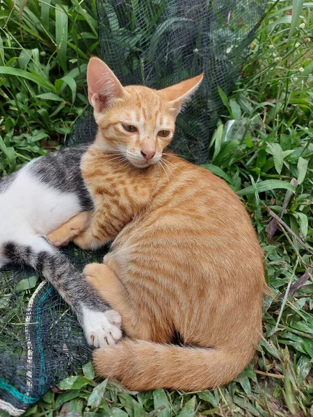 那只橙色的猫忠实地陪伴着睡在公园草地上的黑白猫 — 图库照片