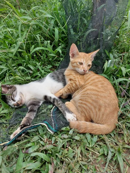 Gatto Arancione Accompagna Fedelmente Gatto Bianco Nero Che Dorme Sull — Foto Stock