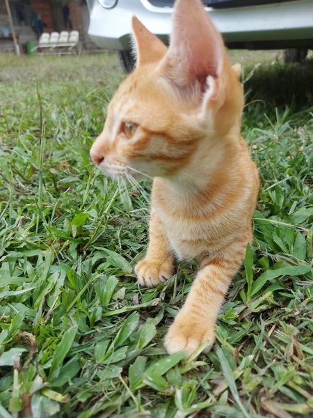 一只橙色的小猫在户外玩耍的肖像 猫咪的表情橙猫 — 图库照片