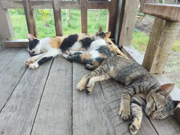 Retrato Gato Tricolor Deitado Dormindo Chão Depressão Gatos Gato Entediado — Fotografia de Stock