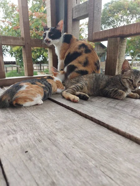 三色猫在木制地板上喂猫的肖像 猫在吃奶 小猫咪在吃奶 — 图库照片