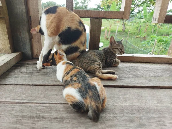 木製の床に子猫を看護する三色の猫の肖像画 猫の鳴き声 子猫が鳴いてる — ストック写真