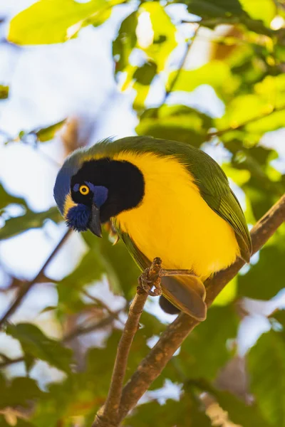 Yellow Bird Branch — Stock Photo, Image
