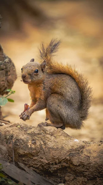 Eichhörnchen Frisst Nüsse Wald — Stockfoto