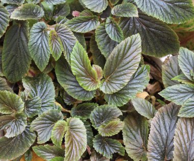 Begonya argenteo guttata üstten görünüyor.