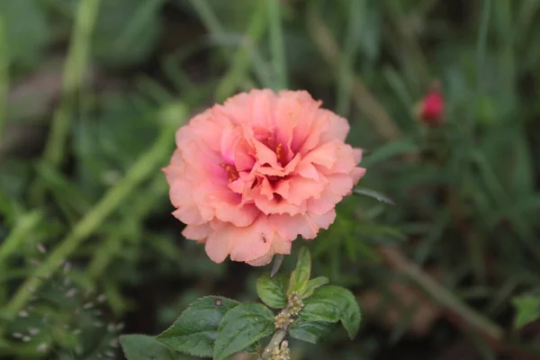 Portulaca Grandiflora Musgo Onze Horas Rosa Mexicana Musgo Rosa Sol — Fotografia de Stock