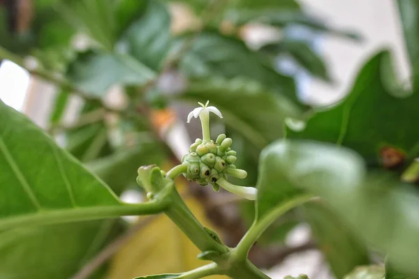 Egy Fiatal Vagy Baby Morinda Citrifolia Vagy Noni Vagy Mengkudu — Stock Fotó