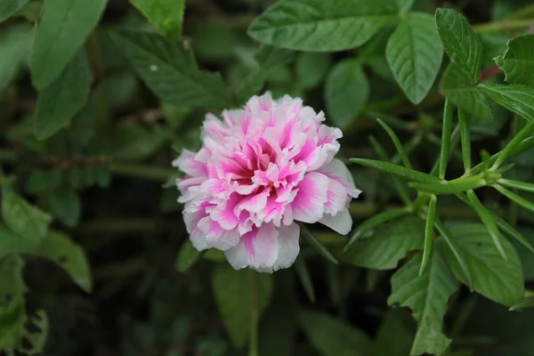 ピンクのポルトゥラカの花の苔 11時またはメキシコのバラや苔のバラや太陽のバラや岩のバラ または苔バラの紫色 小さな道の脇に咲く — ストック写真