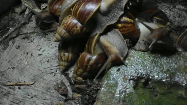 무리를 짝짓기를 하려고 애쓰는 달팽이 — 비디오