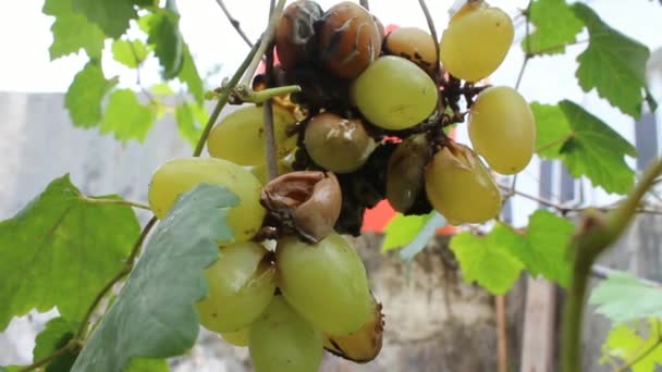Üzümlerin Bir Kısmı Çürümüş Meyve Yarılmış Bahçede Yetişen Üzümler — Stok video